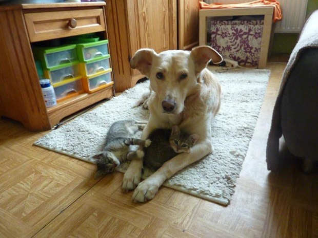 Koty do adopcji #adopcja #adopcje #Gliwice #kocięta #kot #kotki #koty #pomoc #przygarnę #schronisko #zaadoptuję #zwierzęta