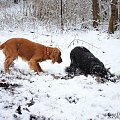 Lun i Czesio #beagle #GłogówMłp #Niwa #pies #spaniel #Zabajka