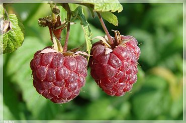 #lato #maliny #ogród #owoce