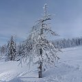 Z uwagi na surowy klimat,większość górskich drzew najładniej wygląda zimą :) #góry #Karkonosze #szadż #Szrenica #zima