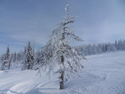 Z uwagi na surowy klimat,większość górskich drzew najładniej wygląda zimą :) #góry #Karkonosze #szadż #Szrenica #zima