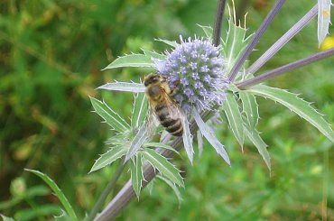 Mikołajek płaskolistny #mikołajek #płaskolistny #allegro #aukcja #pszczoła #kwiat