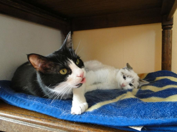 Koty do adopcji