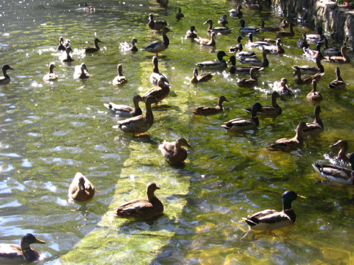 kaczki Park w Krynicy