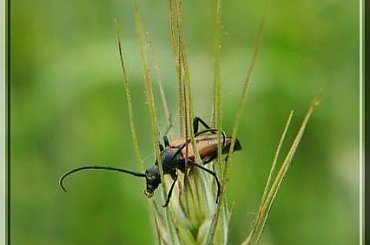 za kratami.. ;D #chrząszcz #makro #owad #kózkowate