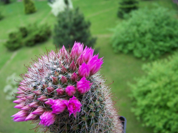 Mammillaria berkiana