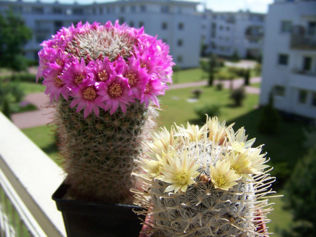 Mammillaria bukiet