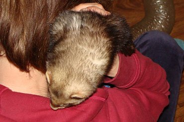 2-4.03.2012 #adopcja #DomTymczasowy #FAA #fretka #SPF #Stfforek