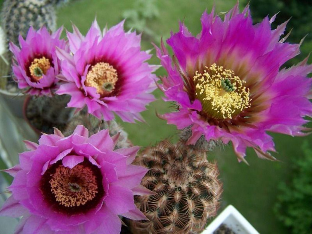 Echinocereus