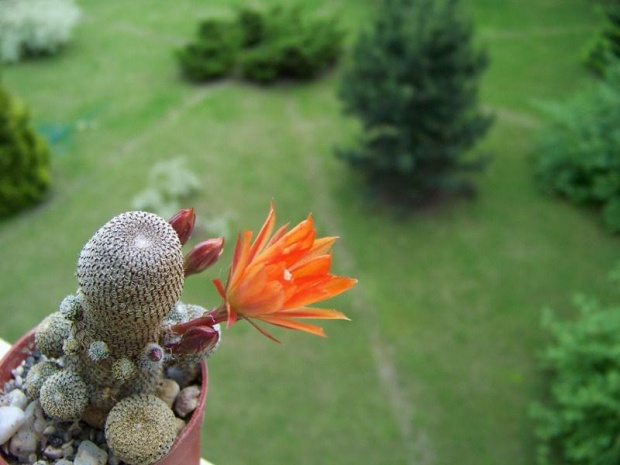 Rebutia heliosa