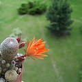 Rebutia heliosa