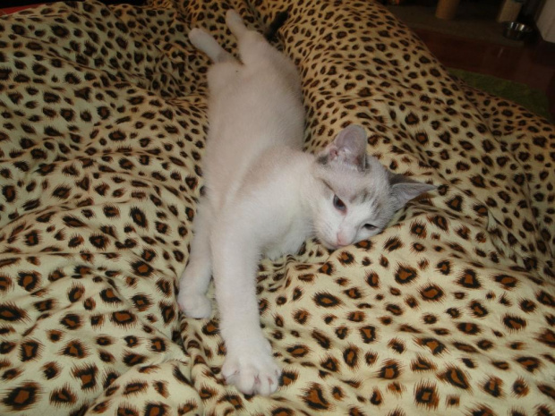 Koty do adopcji #adopcja #adopcje #Gliwice #kocięta #kot #kotki #koty #pomoc #przygarnę #schronisko #zaadoptuję #zwierzęta