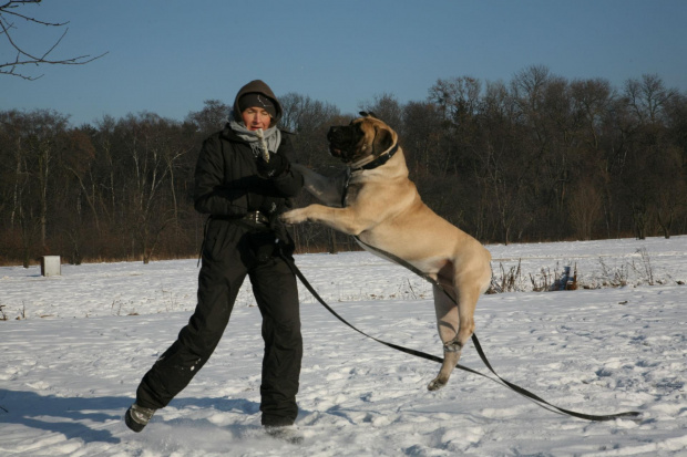 Boerboel Shek Szejk #boerboel #Gdańsk #mastif #pies #Polska #rpa