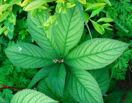 Rodgersia Maurice Mason