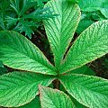 Rodgersia Chocolate Wings