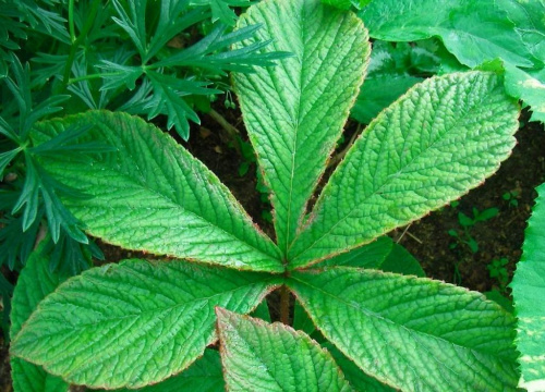 Rodgersia Chocolate Wings