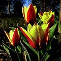 Wszystkiego Najlepszego dla Edifar :)) spełnienia marzeń i najlepszych kadrów :)) #Edifar #urodziny #lesna #tulipan #kwiat