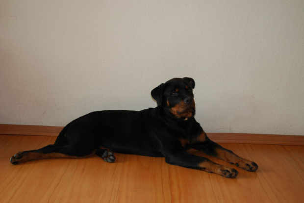 ricca #RiccaRottagoRottweiler