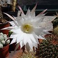 Echinopsis