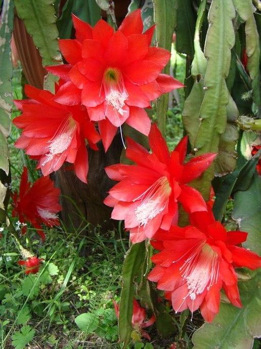 Epiphyllum