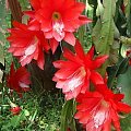 Epiphyllum