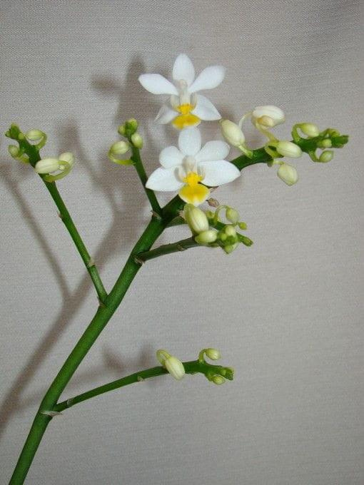 Phalaenopsis equestris v. aurea