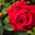 #roza #kwiat #kolor #natura
