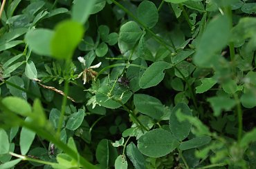 #kwiaty #trawa #rośliny #owady #trzmiel #pająk #koniczyna #kwiat