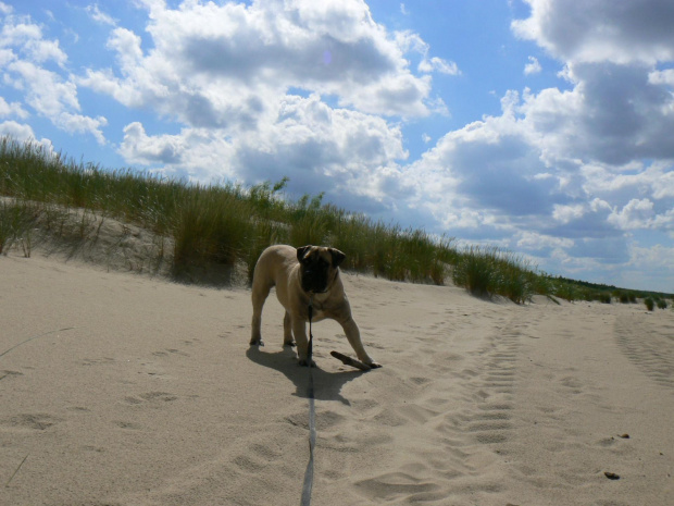 boerboel Shek Xanti Land Polska Gdańsk mastif afrykański