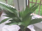 palma #cytryny #egzotyka #palmy
