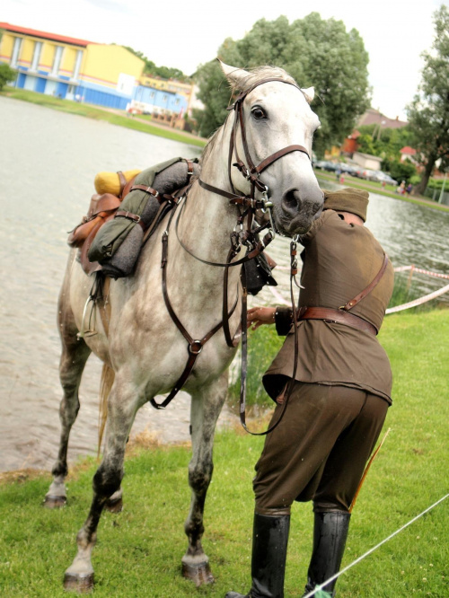 IX Piknik Kawaleryjski w Suwałkach #konie #PiknikKawaleryjski #Suwałki #kawaleria