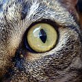 #oko #koty