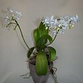 Phalaenopsis equestris var. alba