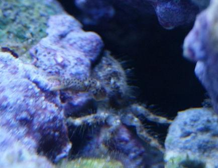 Krab #KrabPustelnik #rurówka #wieloszczet #ZoanthusEagleEye