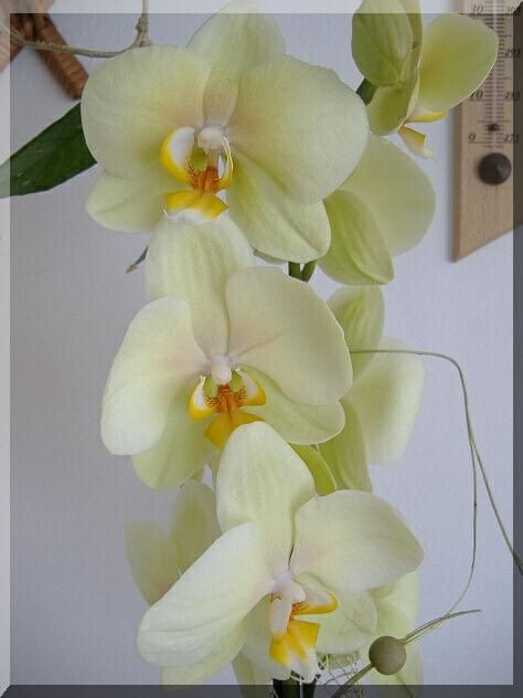 Phalaenopsis