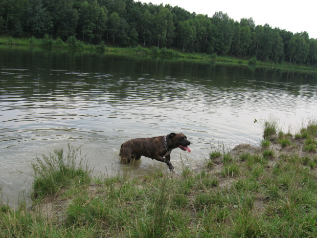 #Amstaff #pies