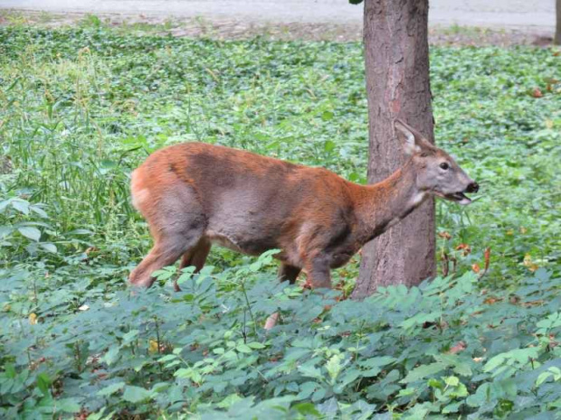 Łazienki Królewskie 16.09.2012 r.