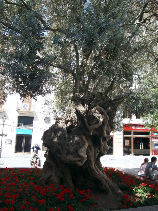 Palma de Mallorca - śliczne, wiekowe drzewo oliwkowe w centrum Palmy #Majorka #PalmaDeMallorca