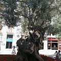 Palma de Mallorca - śliczne, wiekowe drzewo oliwkowe w centrum Palmy #Majorka #PalmaDeMallorca