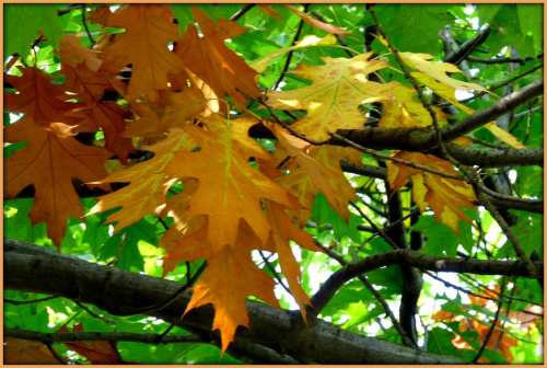 jesien #jesien #liscie #łąka #pole