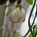 Ceropegia stapeliformis