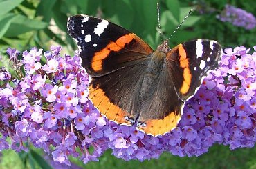 #motyl #motyle #butterfly #butterflies #buddleia #budleja #bush #RusałkaAdmirał #VanessaAtalanta