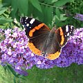 #motyl #motyle #butterfly #butterflies #buddleia #budleja #bush #RusałkaAdmirał #VanessaAtalanta