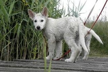 #BiałyOwczarekSzwajcarski #owczarek #owczarki #BiałeOwczarki #BiałyOwczarek #szczenięta #szczeniaczki