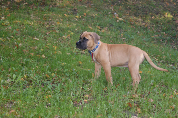 pepe - boerboel #Boerboel