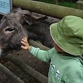 mini zoo