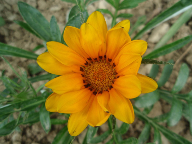 Gazania