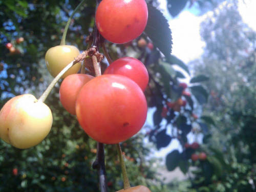 The Magical Orchard #owoce #wiśnie #sad #drzewa