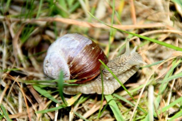 Ślimak wystawił rogi