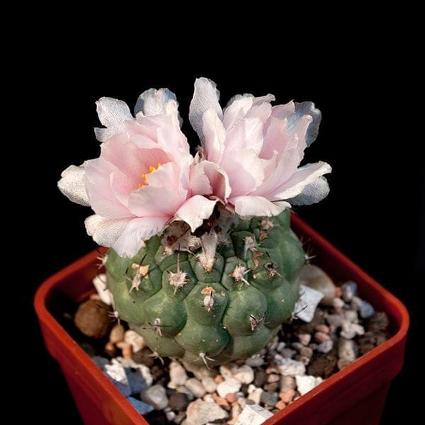 turbinicarpus lophophoroides #ariocarpus #AriocarpusKotschoubeyanus #turbinicarpus #TurbinicarpusGracilis